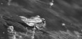 /album/le-parc-le-desert-lausanne/noir-06-jpg/